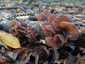 Júdásfülgomba (Auricularia auricula-judae), Budai-hegység